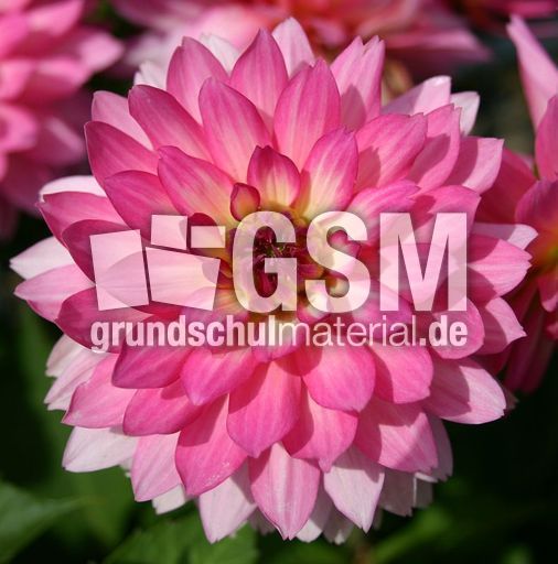 Dahlie-pink.JPG